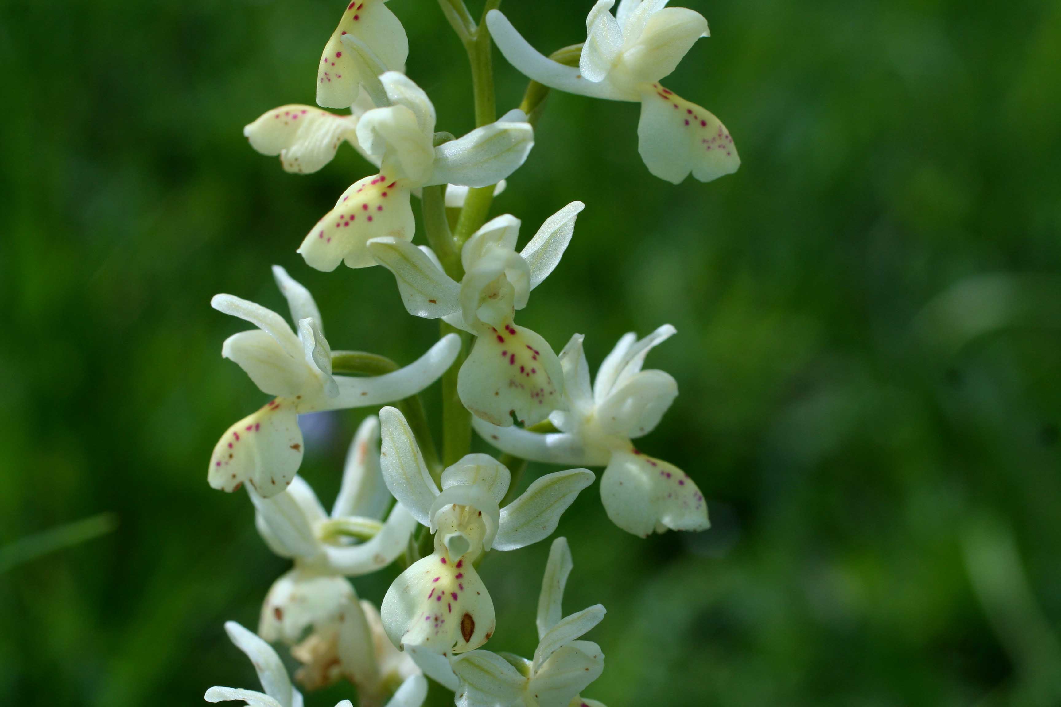 Orchidea gialla